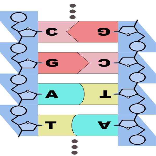 dna